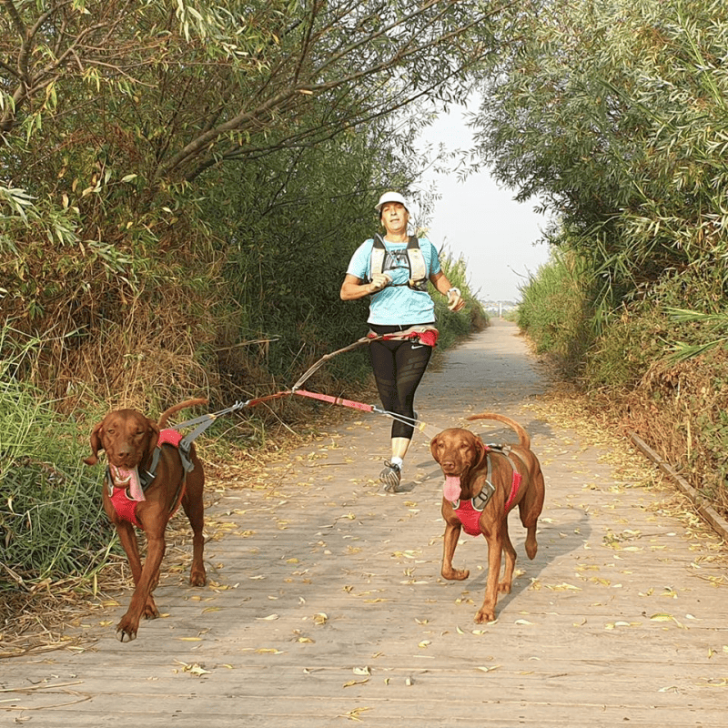 ריצה משותפת עם כלבים