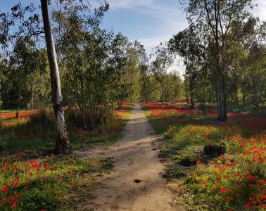 1-סינגל כלניות – 03.02.19 – 03