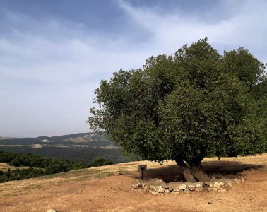 1-עין זבד