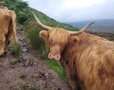 WEST HIGHLAND WAY