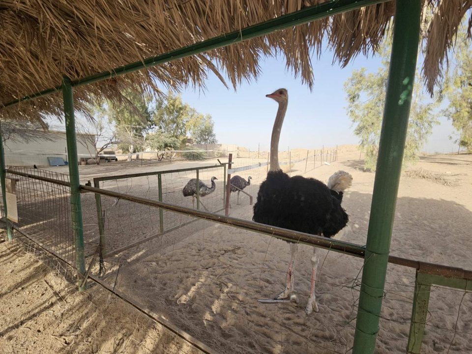 בת יענה