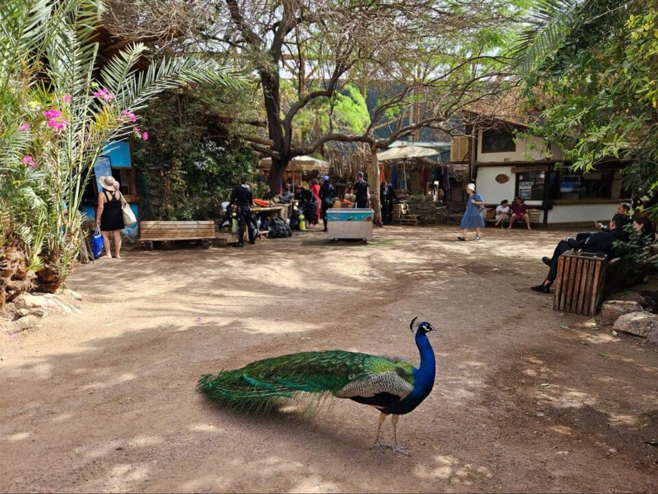 טווס
