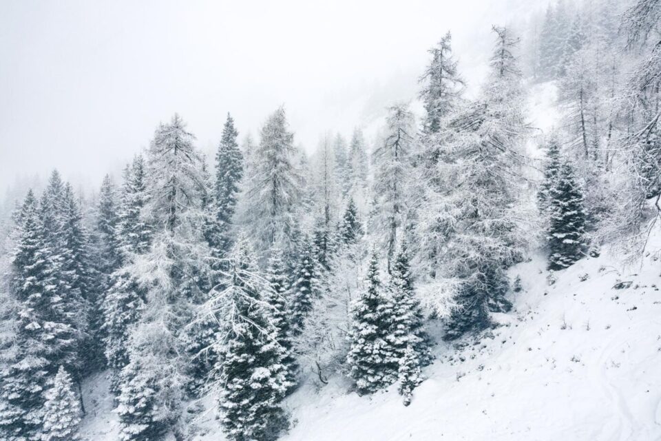 שלג מכסה את העצים במורד אלפיני