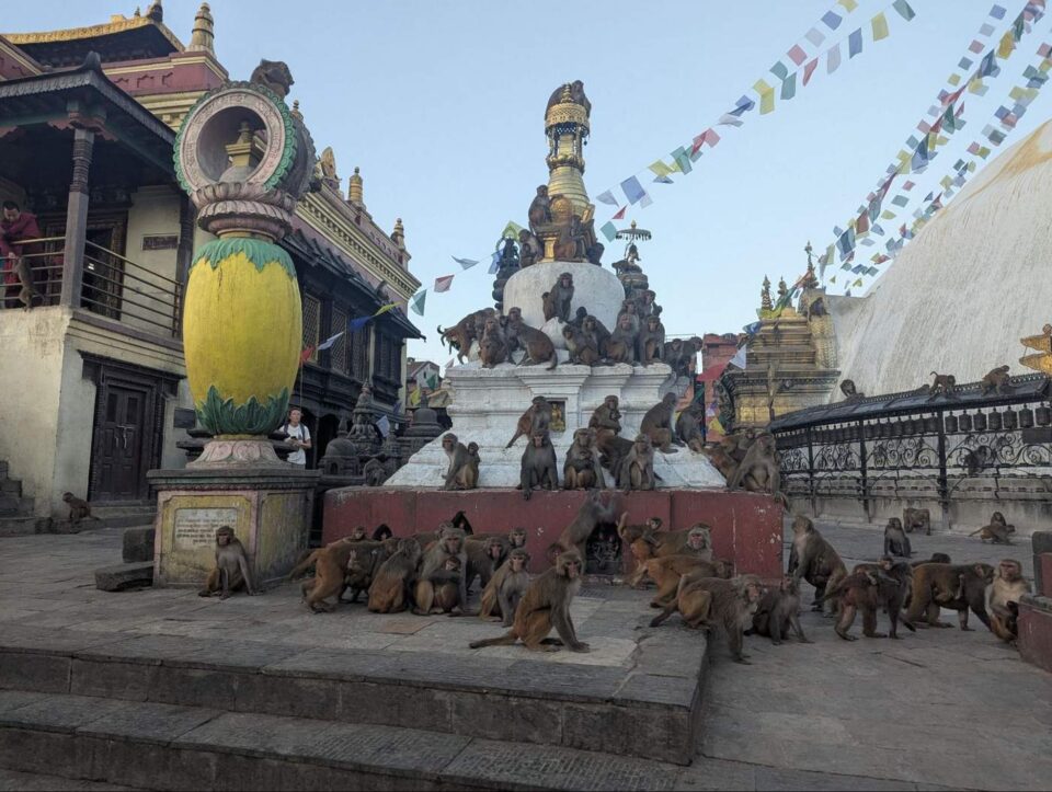 קופים בנפאל