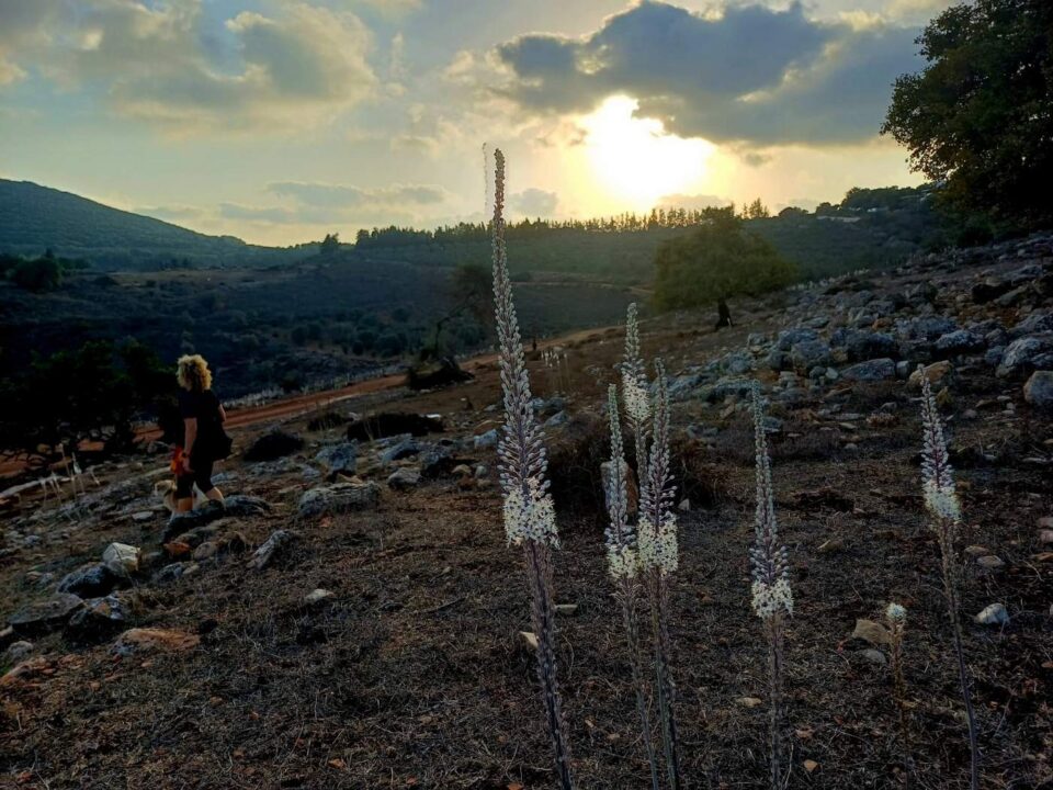פרחים ביודפת
