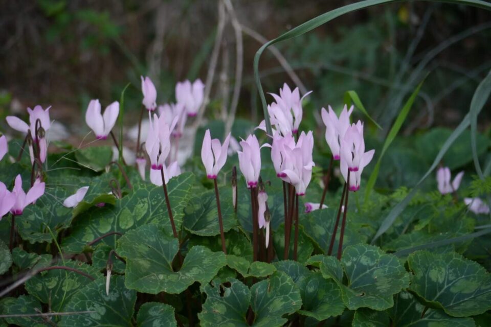 גבעת הרקפות