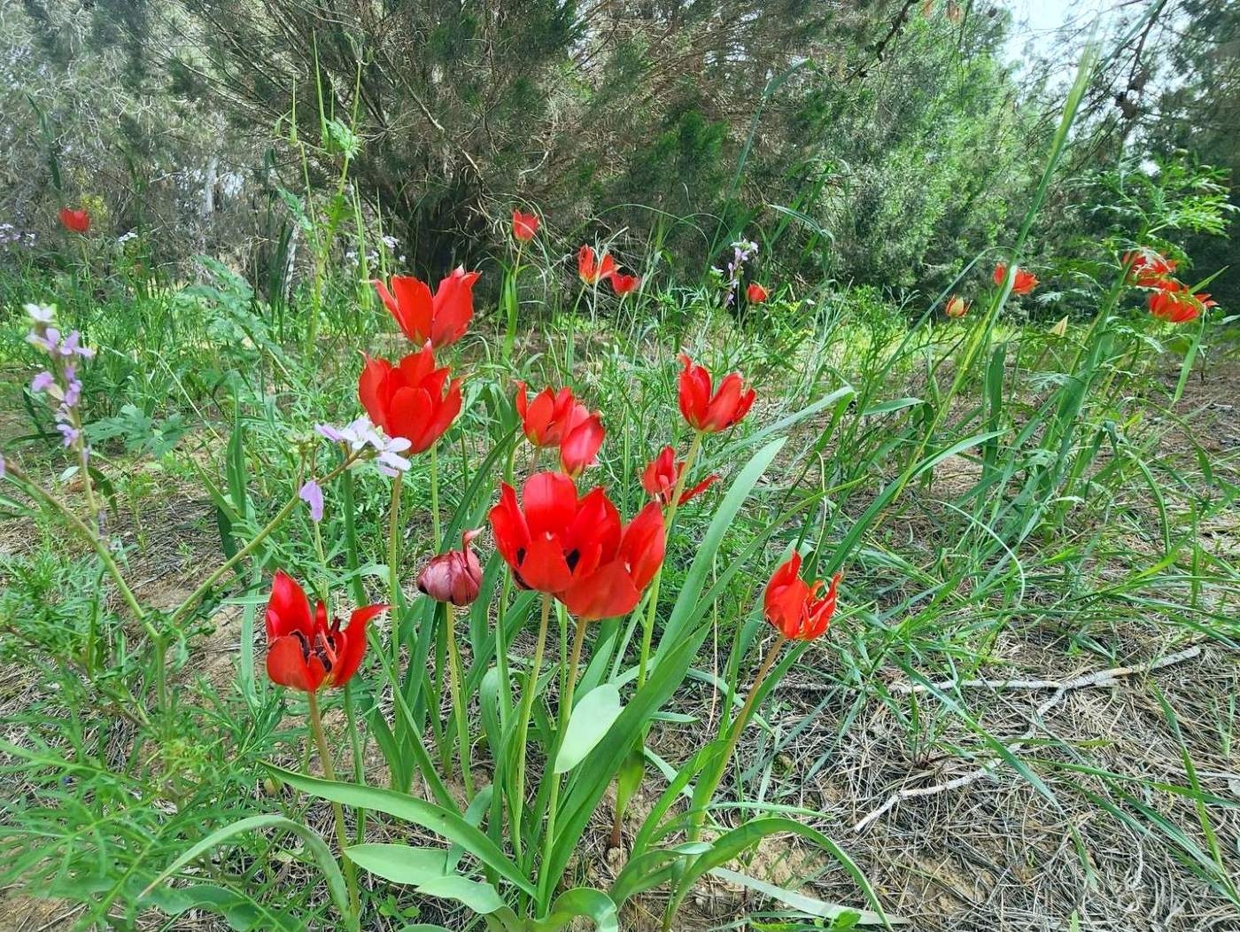 פרחים