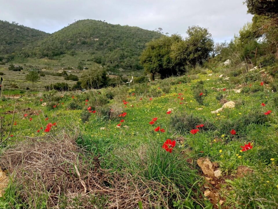 עוספיא