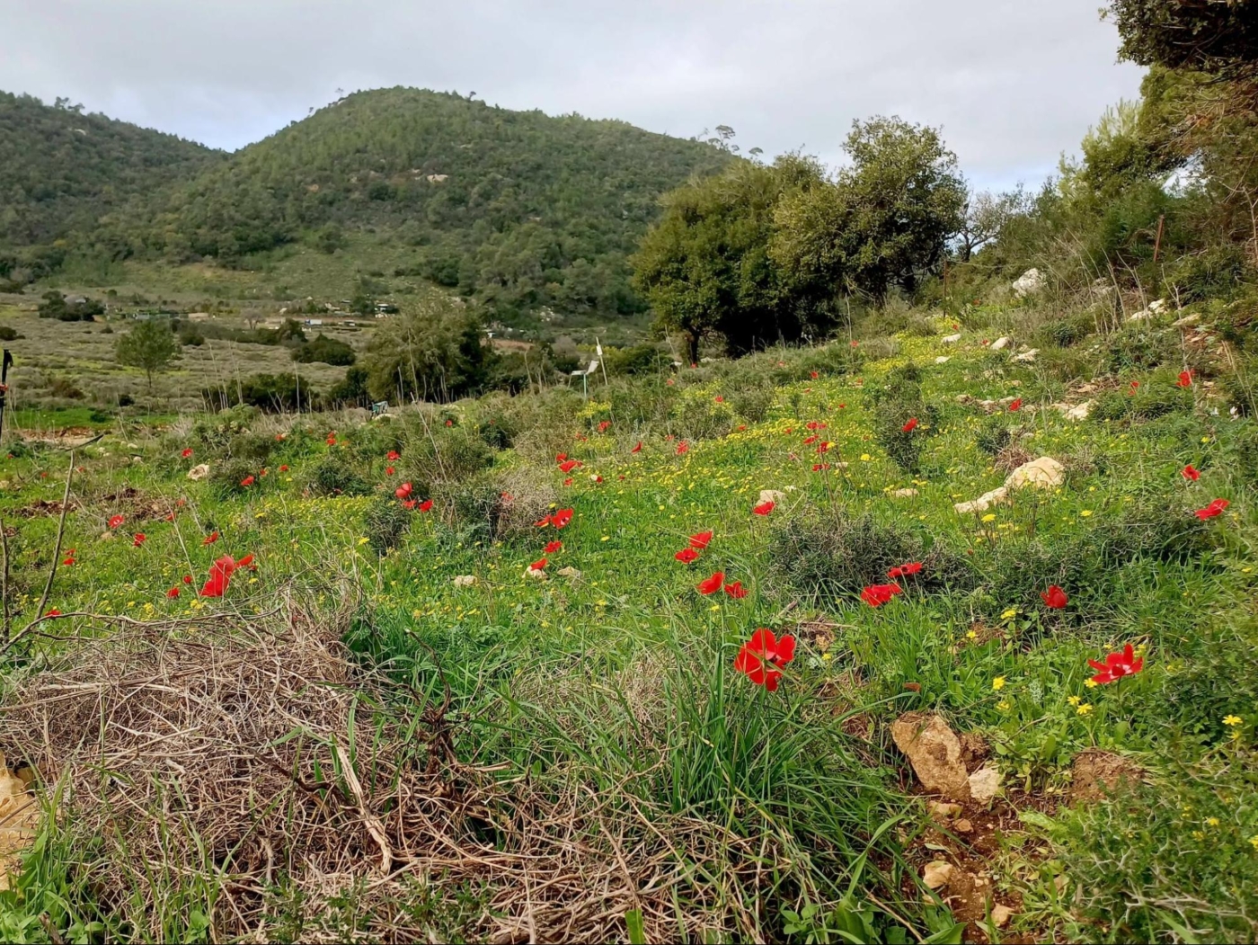 עוספיא