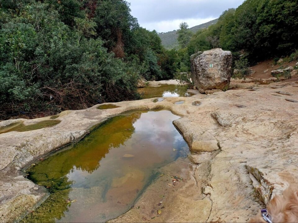 עוספיא