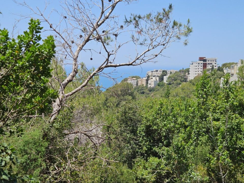 חיפה