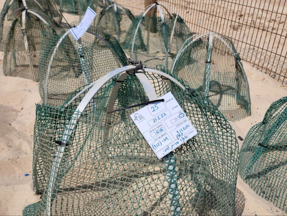 צבי ים